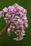 Umbrella Plant blossoms detail