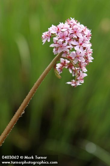 Darmera peltata