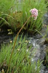 Umbrella Plant blooming above sedge foliage