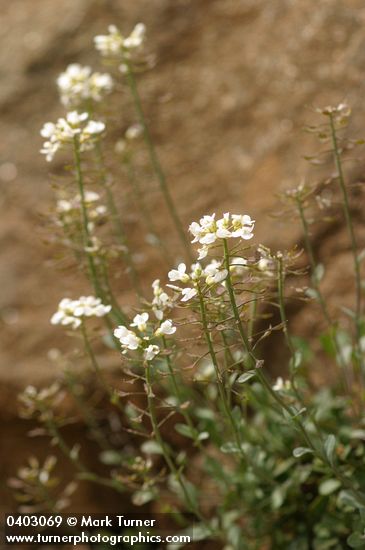 Thlaspi montanum var. siskiyouense