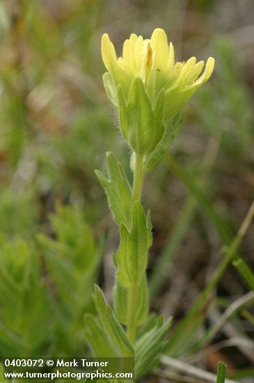 Castilleja brevilobata