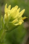 Shortlobe Paintbrush (yellow form) bracts & blossoms detail