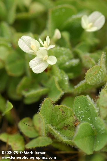 Trifolium subterraneum