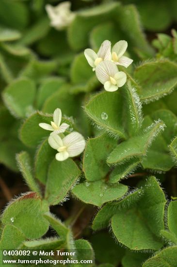 Trifolium subterraneum