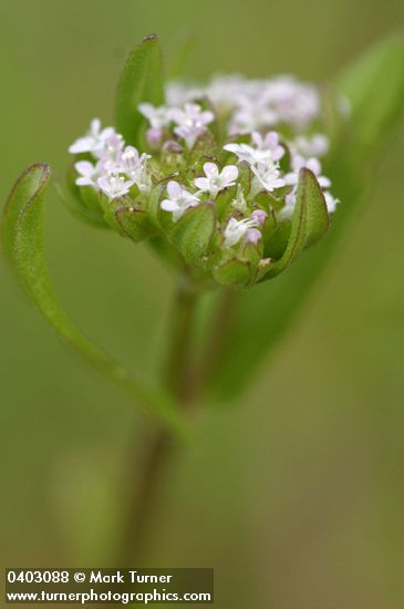 Valerianella locusta