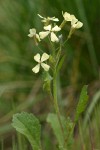 Wild Radish