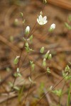 Thyme-leaf Sandwort