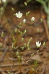 Thyme-leaf Sandwort