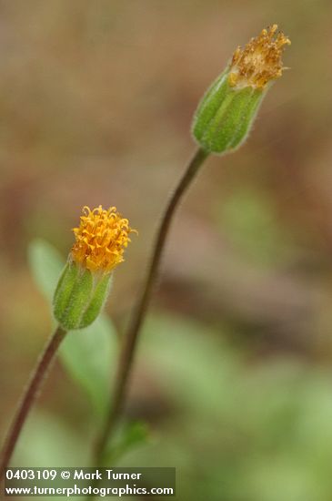 Arnica spathulata