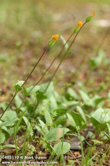 Arnica spathulata
