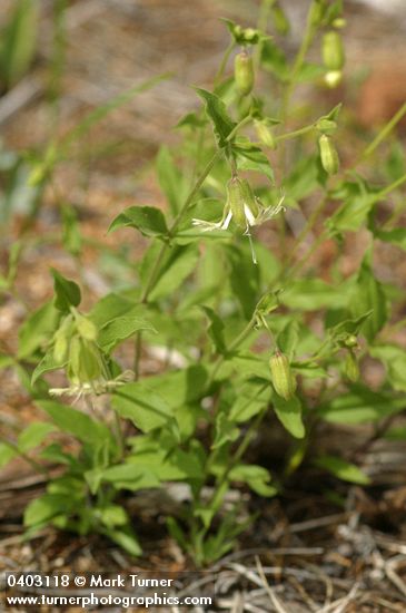 Silene campanulata