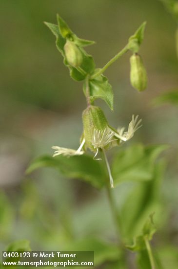 Silene campanulata