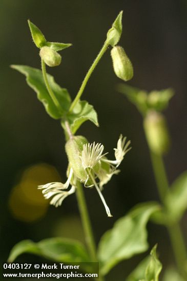 Silene campanulata