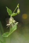 Bell Catchfly blossom