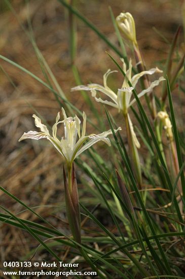 Iris chrysophylla