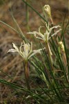 Yellow-leaved Iris