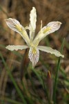 Yellow-leaved Iris blossom