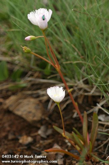 Lewisia oppositifolia