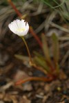 Oppositeleaf Lewisia