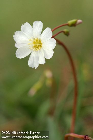 Lewisia oppositifolia