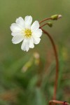 Oppositeleaf Lewisia blossom