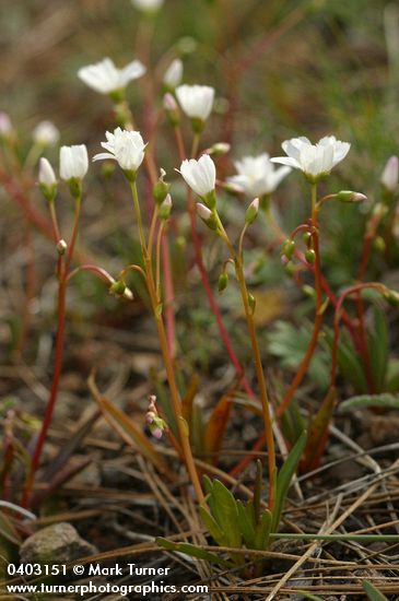 Lewisia oppositifolia