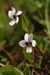 Wedge-leaved Violet