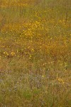 Drying vernal pool w/ Cascade Downingia & Goldstars