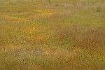 Drying vernal pool w/ Cascade Downingia & Goldstars