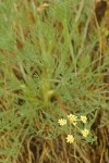 Cook's Lomatium