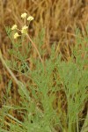 Cook's Lomatium