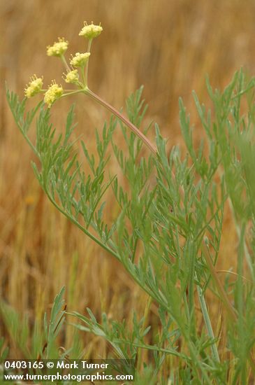 Lomatium cookii