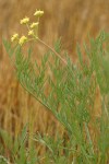 Cook's Lomatium