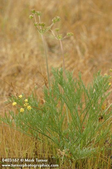 Lomatium cookii