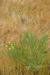 Cook's Lomatium