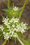 White Navarretia