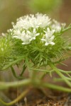 White Navarretia (ground-level view)