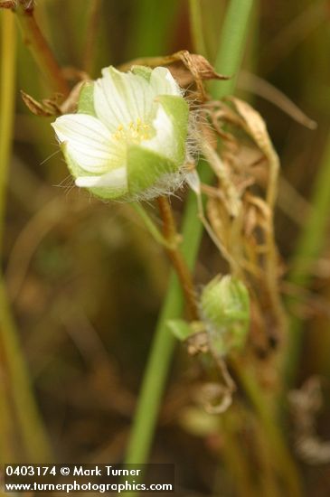 Limnanthes floccosa ssp. grandiflora