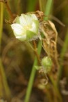 Woolly Meadow Foam