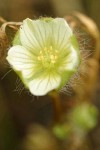 Woolly Meadow Foam blossom detail