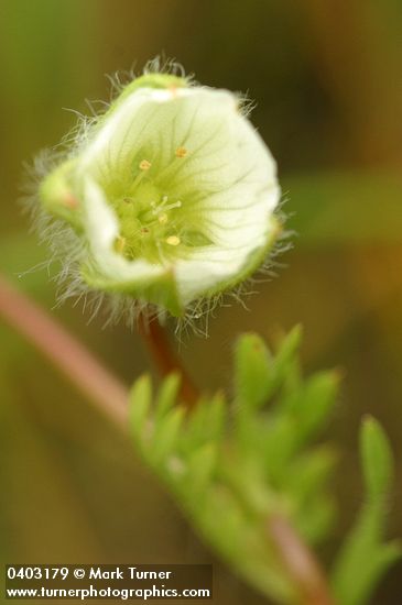 Limnanthes floccosa ssp. grandiflora