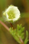 Woolly Meadow Foam