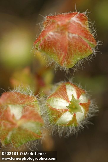 Limnanthes floccosa