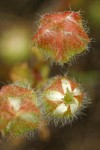 Woolly Meadow Foam buds near opening, detail