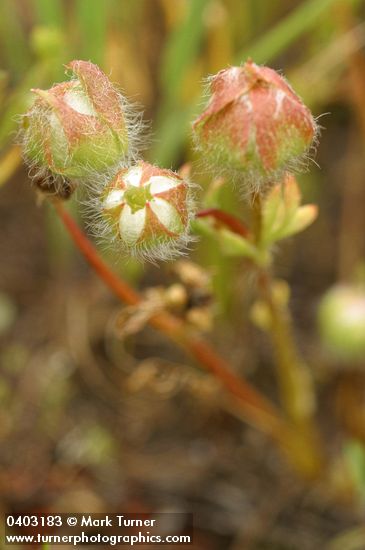 Limnanthes floccosa