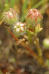 Woolly Meadow Foam buds near opening