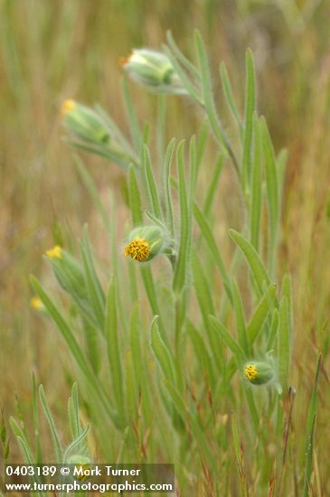 Achyrachaena mollis