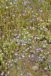 Cascade Downingia in drying vernal pool w/ White Navarretia & Popcorn Flower
