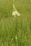 Great Camas (white form)