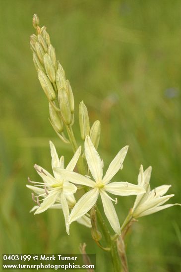 Camassia leichtlinii ssp. leichtlinii